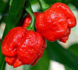 20 Trinidad Scorpion - Red Moruga Pepper Seeds