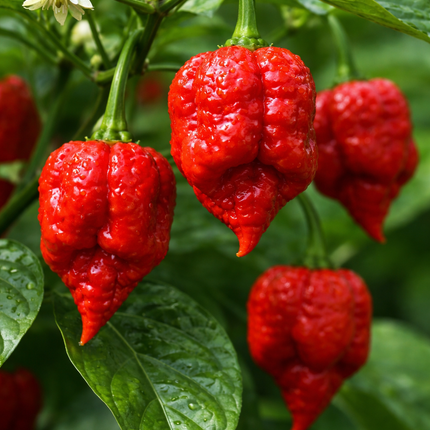12 Trinidad Scorpion Butch T Pepper Seeds