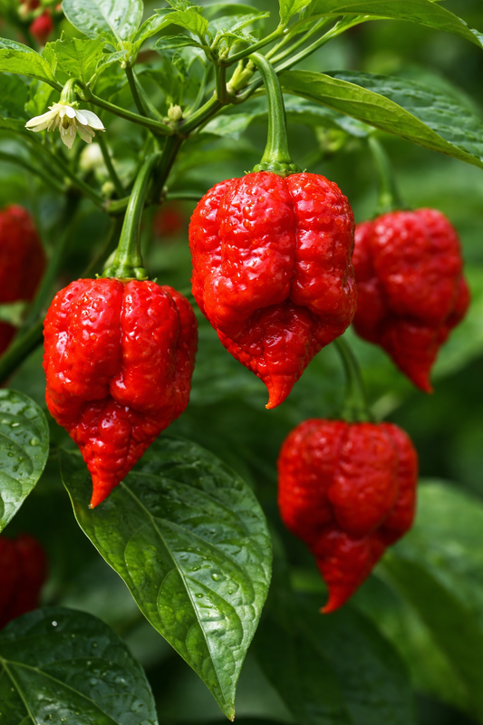 12 Trinidad Scorpion Butch T Pepper Seeds
