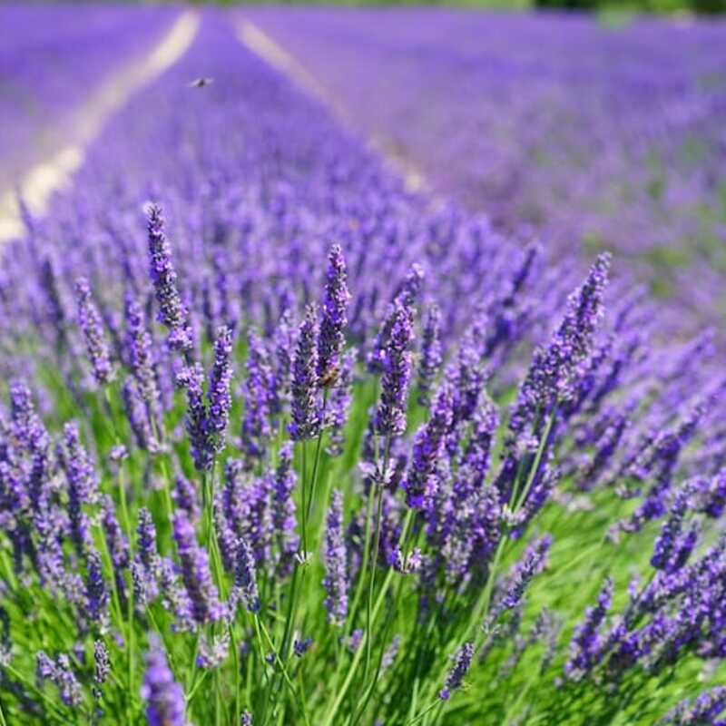Field of lavender with a bee on a sunny day