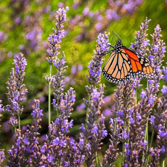 Monarch butterfly on lavender flowers with a blurred green background