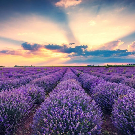 Lavender field with a sunset sky