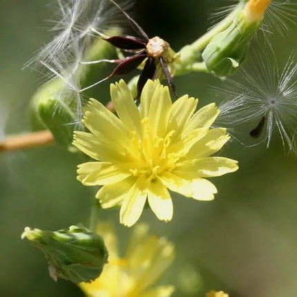 Close-up of a yellow flower with green leaves and seeds on a blurred green background