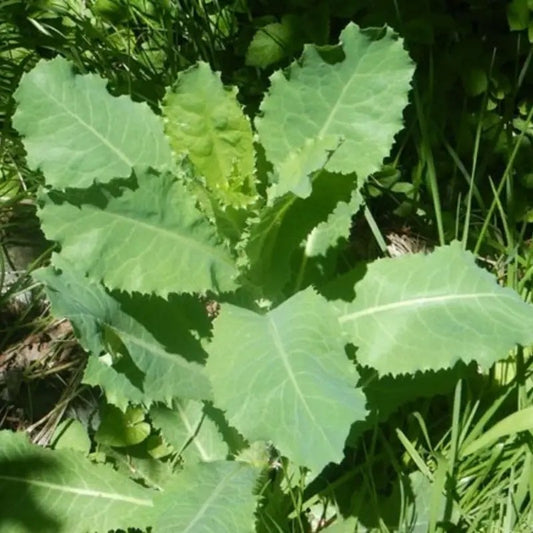 Close-up of green leafy plants in a natural setting