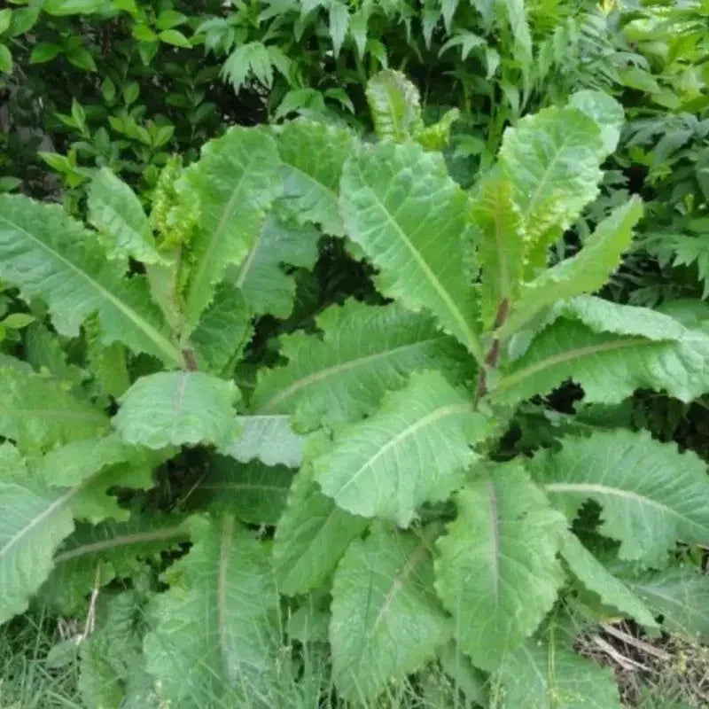 Close-up of a green leafy plant with a natural background