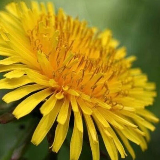 1600 True Wild Native Dandelion Seeds