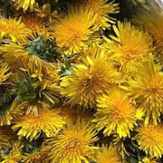 1600 True Wild Native Dandelion Seeds