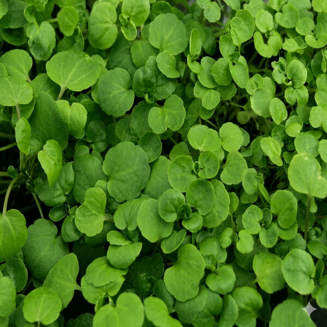 1000 True Watercress Seeds – Nasturtium Officinale