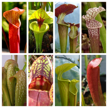 10 Trumpet Pitcher Plant Seeds - Mixed Species