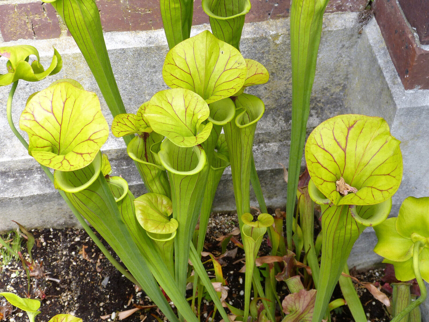 10 Trumpet Pitcher Plant Seeds - Mixed Species