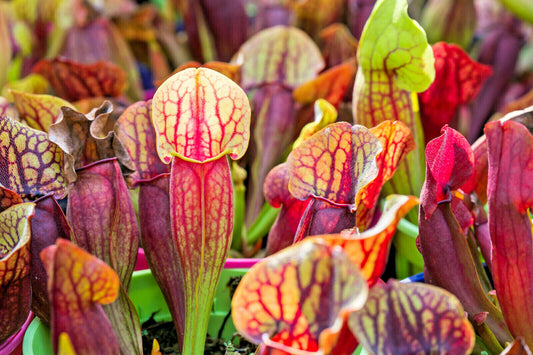 10 Trumpet Pitcher Plant Seeds - Mixed Species