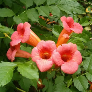 60 Trumpet Vine - Campsis Radicans Seeds