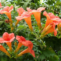 60 Trumpet Vine - Campsis Radicans Seeds