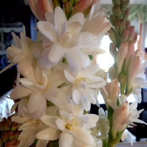 5 Tuberose Plant Bulbs -  Double Pearl