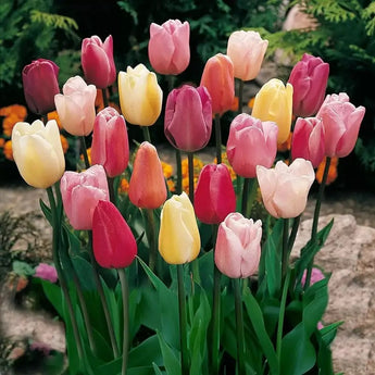 Tulip Bulbs - Triumph Mix