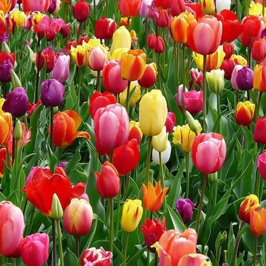 Multicolored tulips in a field