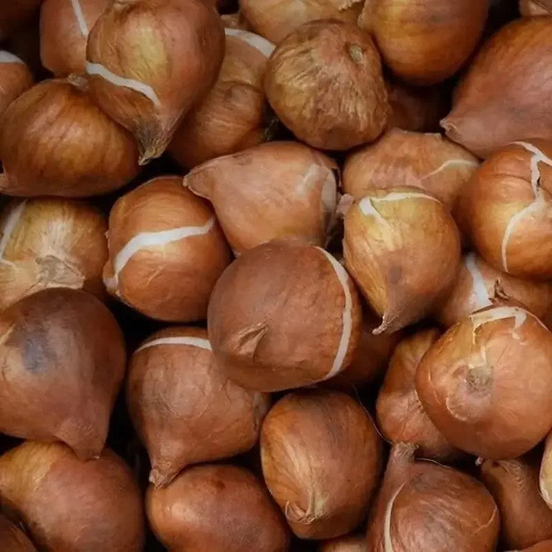 Close-up of a pile of brown onions