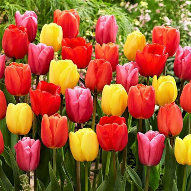 5 Tulip Jazz Mix Flower Bulbs