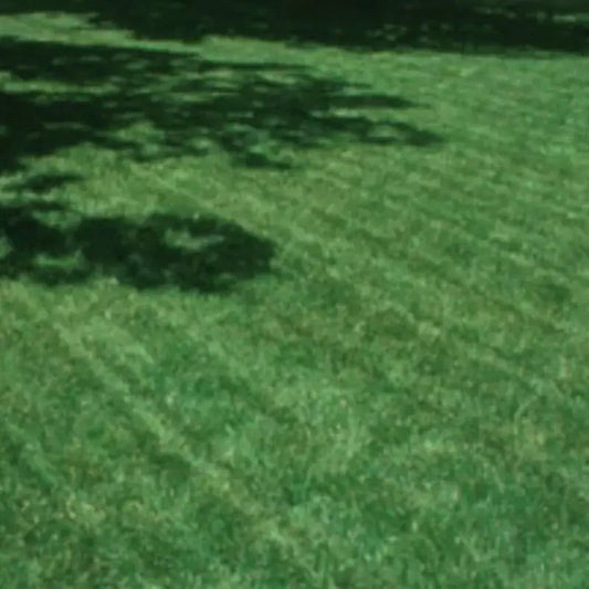 5 lbs Turf Type Tall Fescue Lawn Grass Seeds