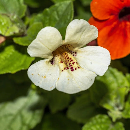 Twinkle White Monkey Flower with delicate white blooms and spotted centers. Seed World