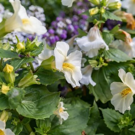 100 Twinkle White Monkey Flower Seeds – Native White Wildflower