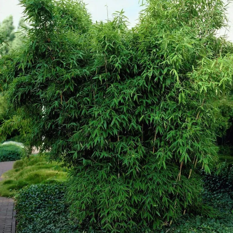 Umbrella Bamboo Seeds - Clumping Evergreen
