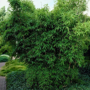 Umbrella Bamboo Seeds - Clumping Evergreen