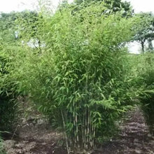 Umbrella Bamboo Seeds - Clumping Evergreen