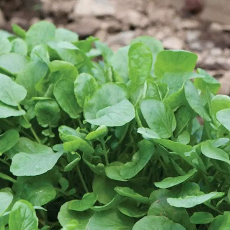 2000 Upland Cress Seeds