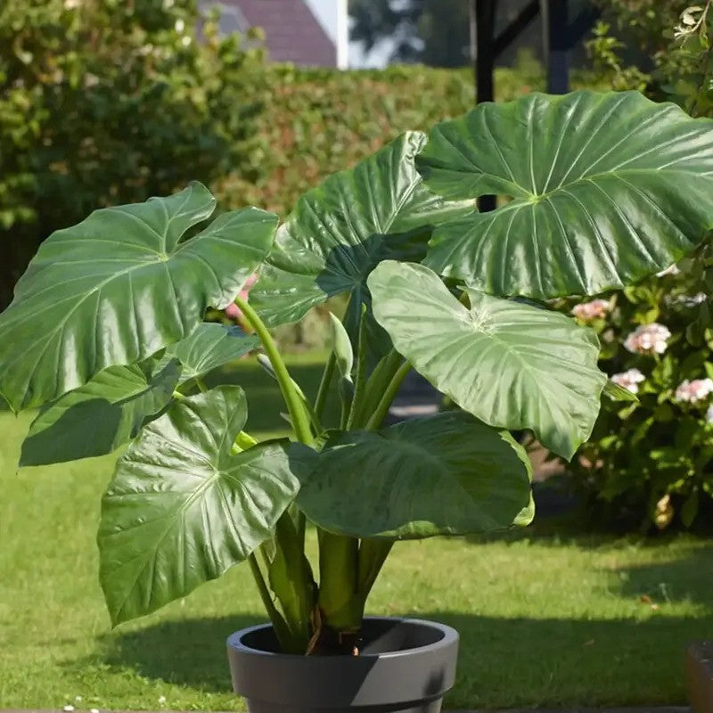 Upright Elephant Ear Alocasia Odora with giant glossy green leaves in outdoor pot