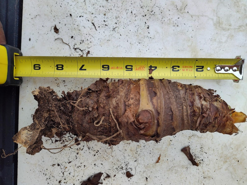 Large Upright Elephant Ear bulb 7-9 inches ready for planting – Alocasia Odora rootstock
