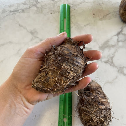 1 Upright Elephant Ear Bulb – Colocasia Tropical Plant