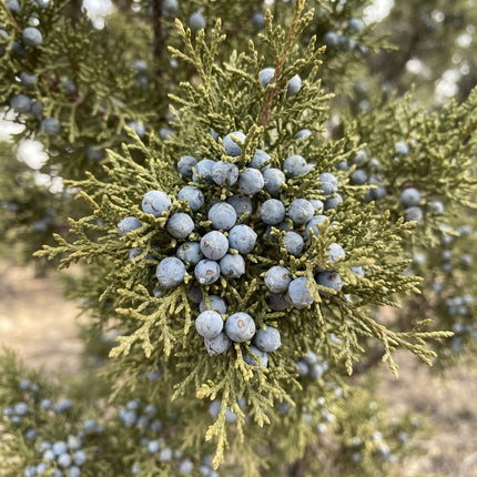 Utah Juniper (Juniperus osteosperma) branch with clusters of dusty blue berry-like seed cones surrounded by dense, scale-like evergreen foliage. Seed World