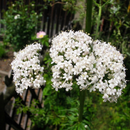 Valeriana Officinalis Seeds – Heliotrope Medicinal Herb for Garden. Seed World