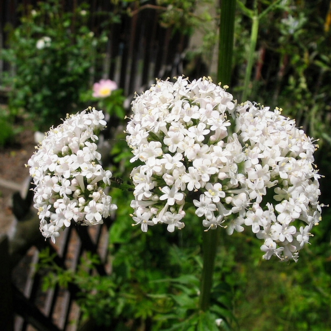 Valeriana Officinalis Seeds – Heliotrope Medicinal Herb for Garden. Seed World