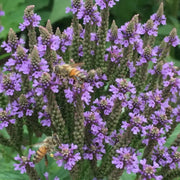 300 Verbena - Blue Vervain - Hastata Seeds