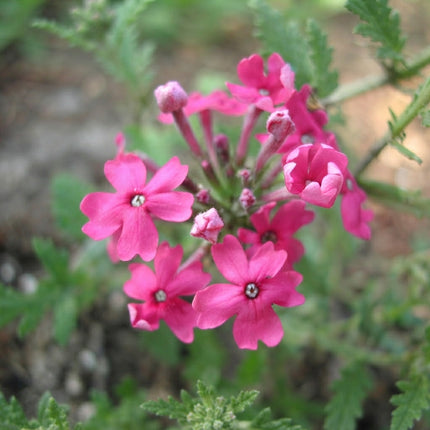 Verbena Nana Compacta Rose Seeds – Vibrant Rose-Pink Verbena Flowers, Compact Blooming Plants for Garden Beds, Borders and Containers. Seed World