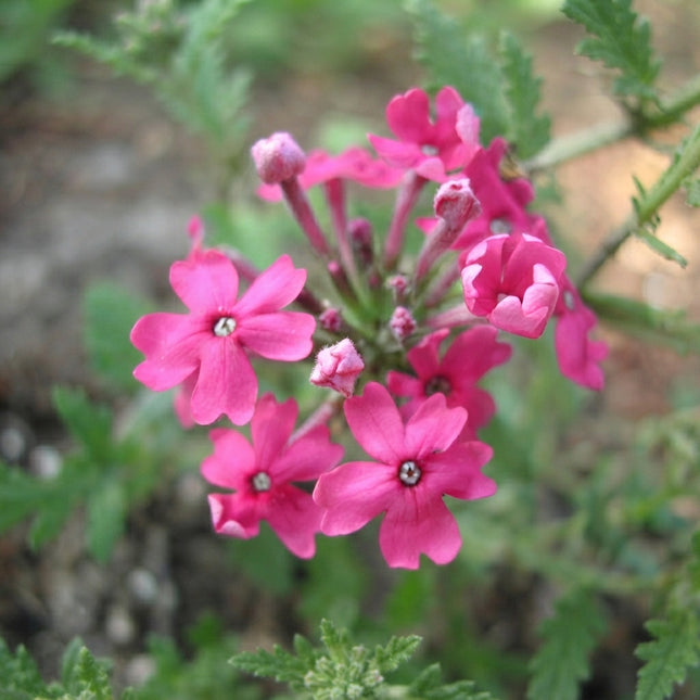 Verbena Nana Compacta Rose Seeds – Vibrant Rose-Pink Verbena Flowers, Compact Blooming Plants for Garden Beds, Borders and Containers. Seed World