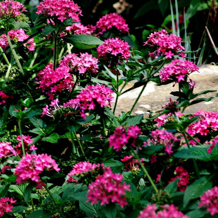 Verbena Hybrids - Nana Compacta Rose Seeds - 40 Seeds