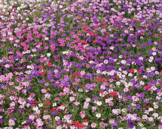 500 Moss Verbena Groundcover Seeds - Mix