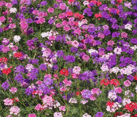 500 Moss Verbena Groundcover Seeds - Mix