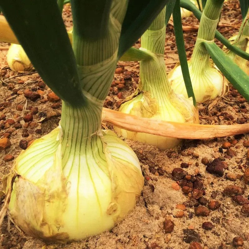 Close-up of Yellow Granex onion bulbs maturing in loose, well-drained soil