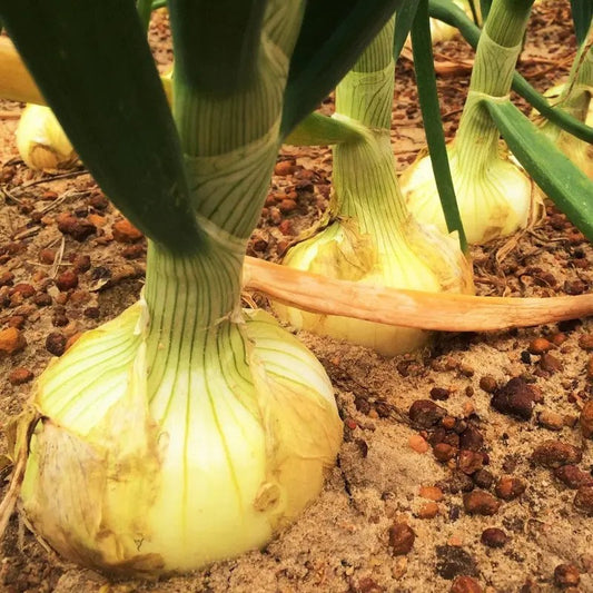 Close-up of Yellow Granex onion bulbs maturing in loose, well-drained soil