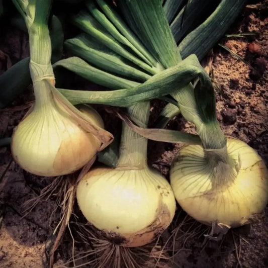 Freshly harvested Vidalia onions with intact roots and green stems lying on garden soil