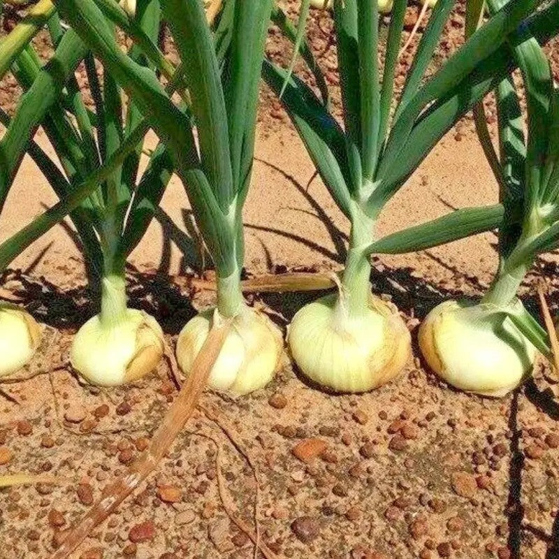 Yellow Granex Vidalia onions growing in sandy soil with green tops standing upright