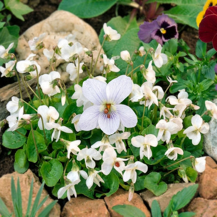 Viola Odorata seeds with delicate white flowers growing in a rock garden, vibrant green foliage, perfect for fragrant spring blooms. Seed World