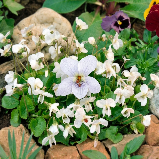 Viola Odorata seeds with delicate white flowers growing in a rock garden, vibrant green foliage, perfect for fragrant spring blooms. Seed World
