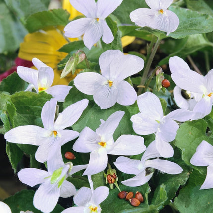 Viola odorata flowers with seeds, fragrant purple and white garden blooms, ideal for planting and pollinator-friendly gardens. Seed World