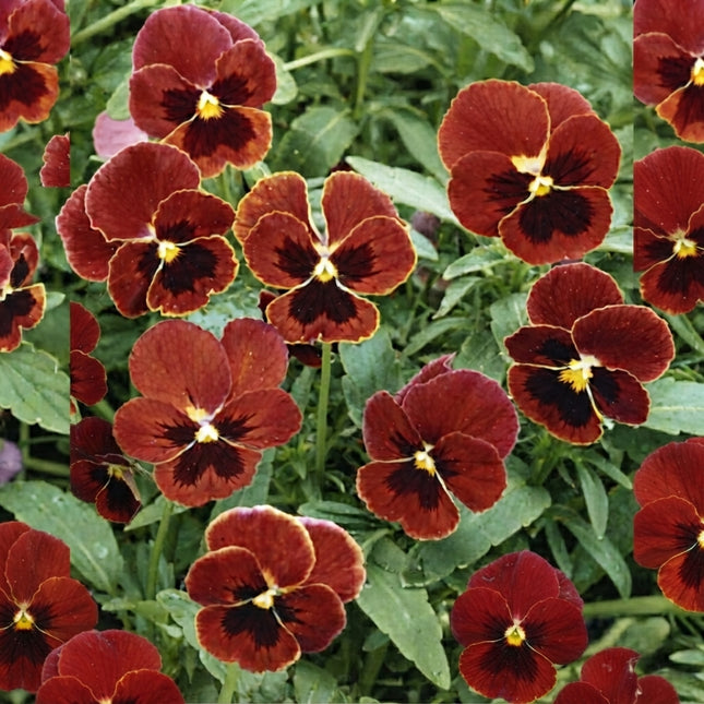 Viola Arkwright Ruby Seeds – 50 Deep Red Flower Seeds