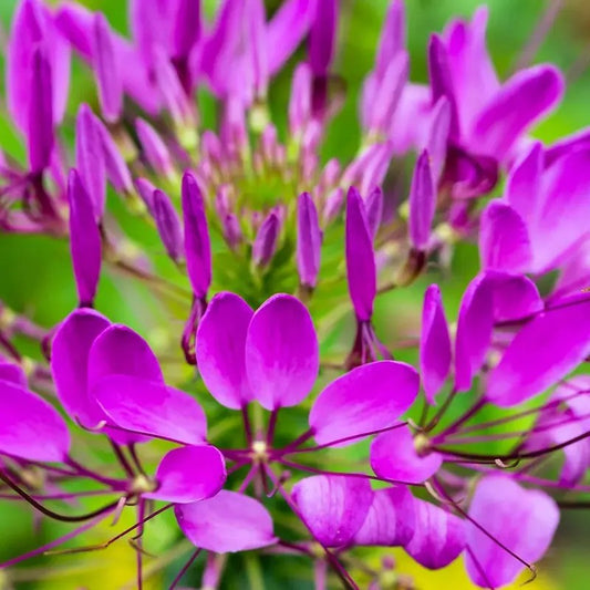 200 Cleome - Violet Queen Seeds